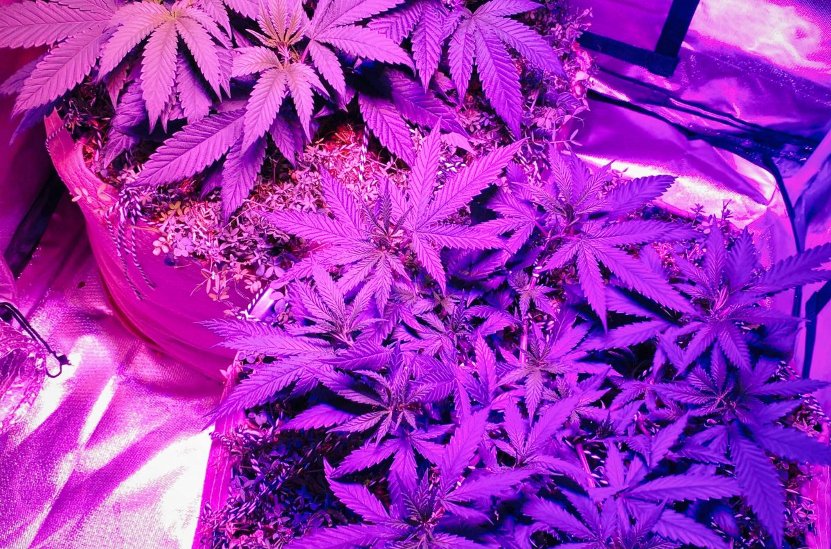 cannabis grow